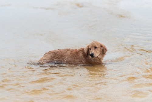 A golden retriever stands in shallow, muddy water, looking off to the side—a striking reminder of Auckland flooding and the importance of emergency preparedness and response during New Zealand natural disasters.