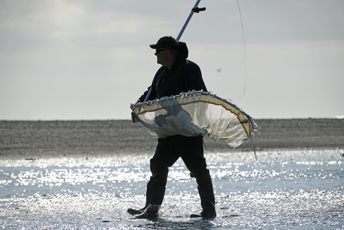 A man carries the scoop net he uses for catching whitebait. this may be against wildlife conservation laws
