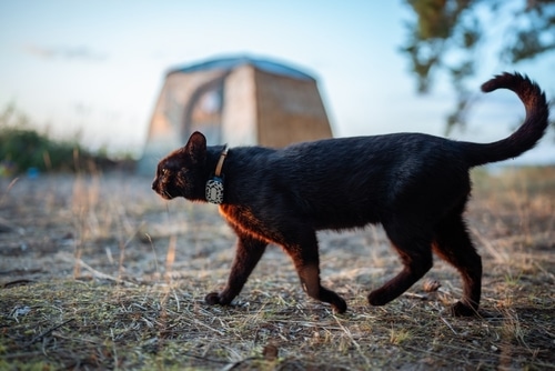 A black cat wearing a collar walks outdoors on dry grass, with a tent and trees in the blurred background—an image reminding us of the importance of emergency preparedness and response in nature.