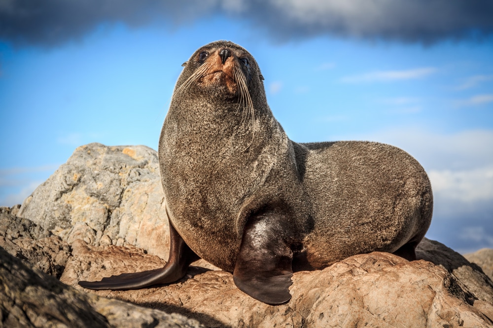fur seal at the coast. disturbing them is against wildlife conservation laws
