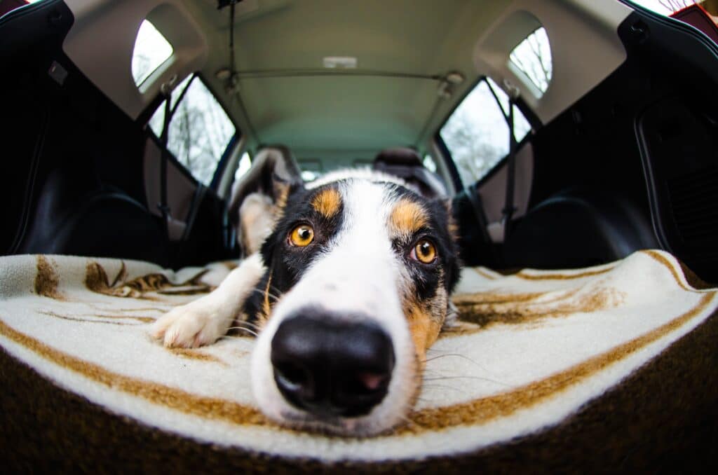 Pet friendly accommodation makes it possible to take this New Zealand Heading Dog on a holiday.