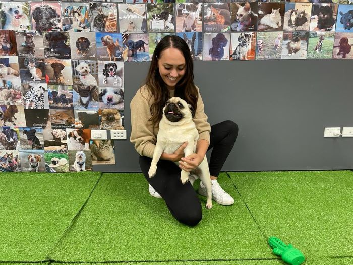 PD Business Development Manager, Danielle Rutherford with her Pug in the PD Auckland office