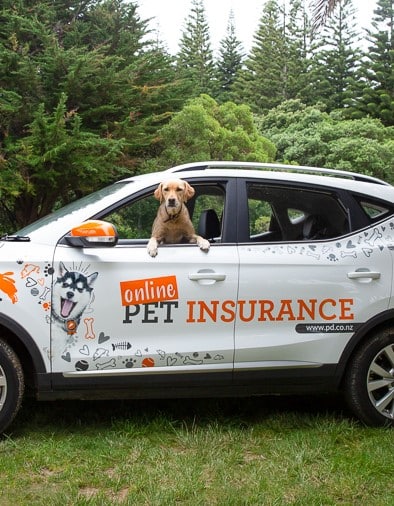 PD pet insurance BDM Jacqui's dog sits in the branded PD car