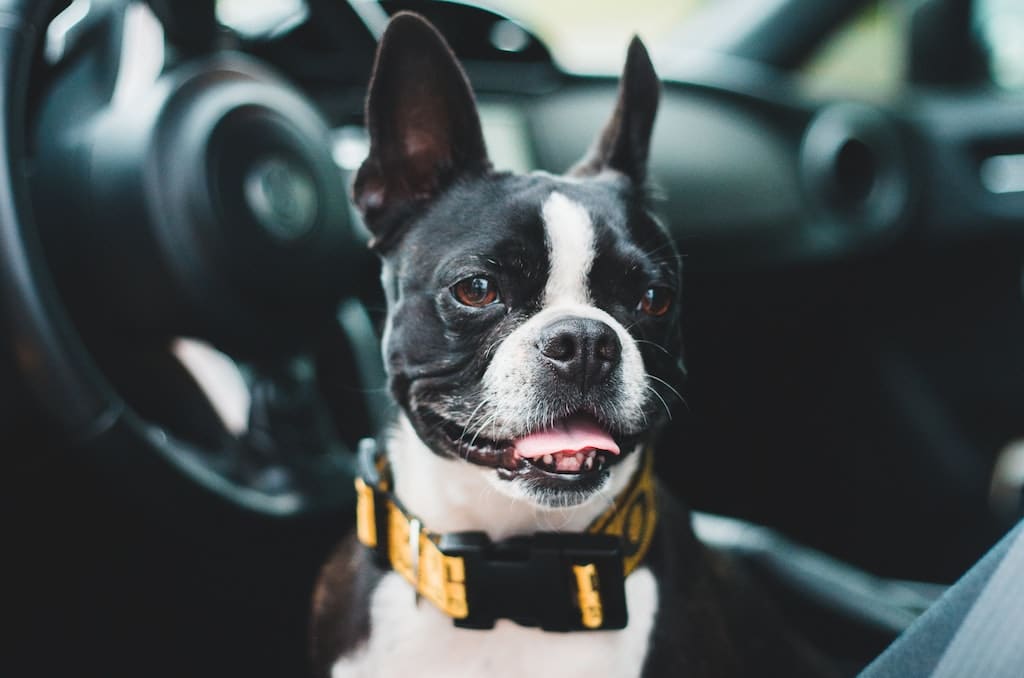 Due to its pet friendly accommodation, this Boston Terrier loves travelling.