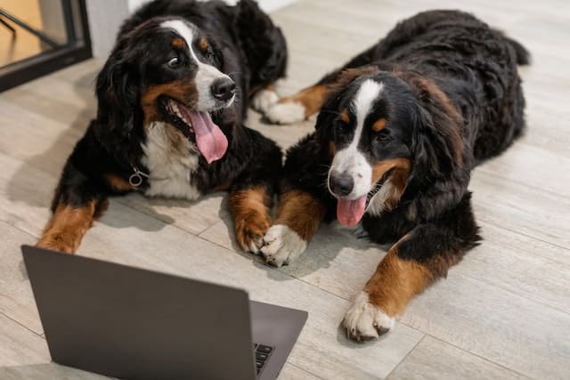 two dogs watch dog tv