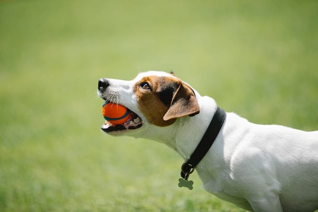 a tiny but high energy Jack Russell Terrier dog holds a red ball in his mouth