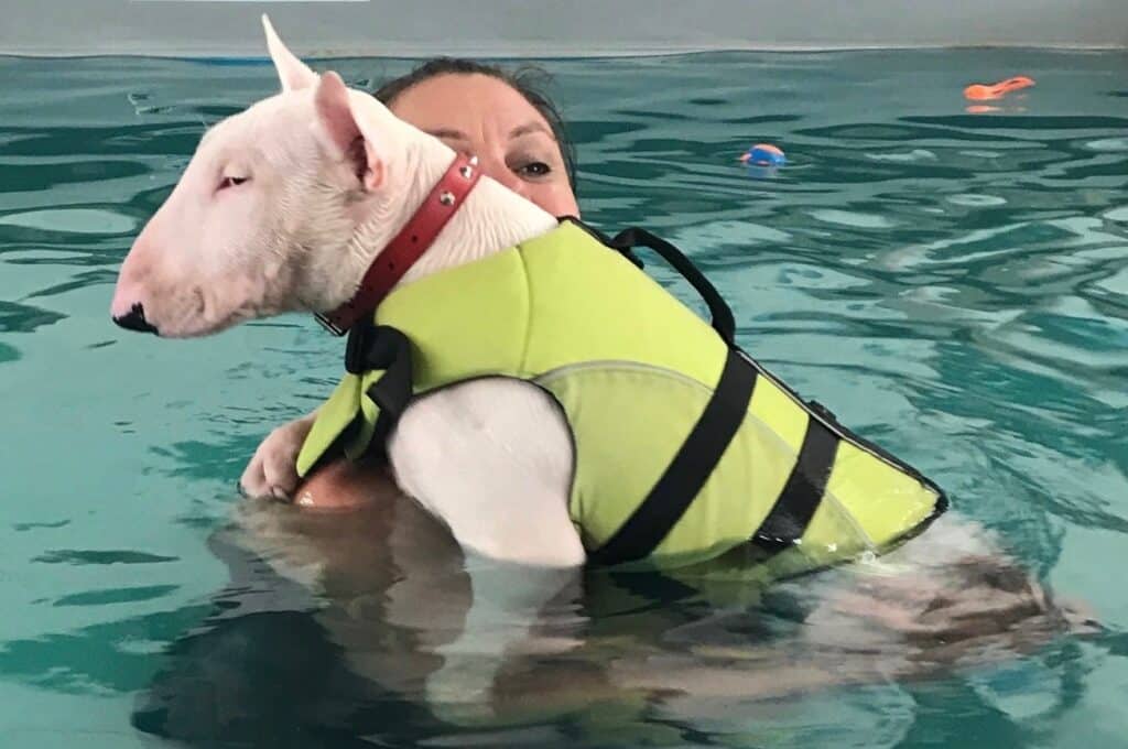 Maria Alomajan helps a dog become stress free