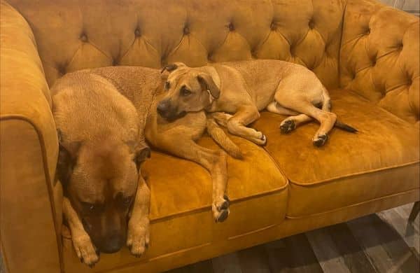 Hazelnut and Bentley are two Rhodesian Ridgeback dogs that Bridgette got as rescues