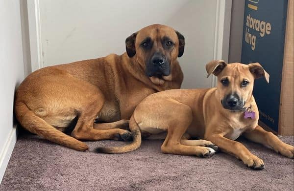 Two Rhodesian ridgeback cross dogs Hazel and Bentley have a great life with Bridgette and her family after being rescued 