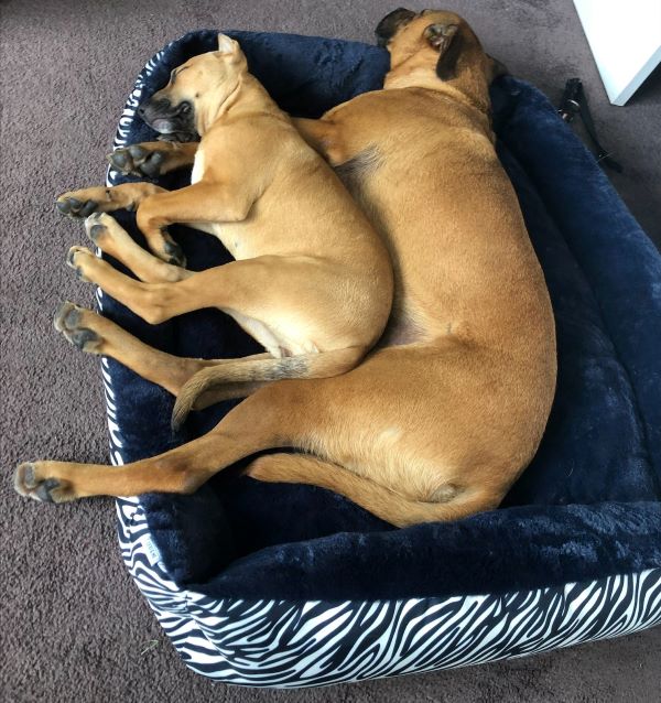 PD pups Bentley and Hazelnut are BFFs and squish together here on one doggy bed