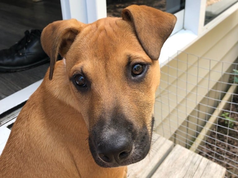 Rhodesian Ridgeback puppy, Hazel is a PD puppy