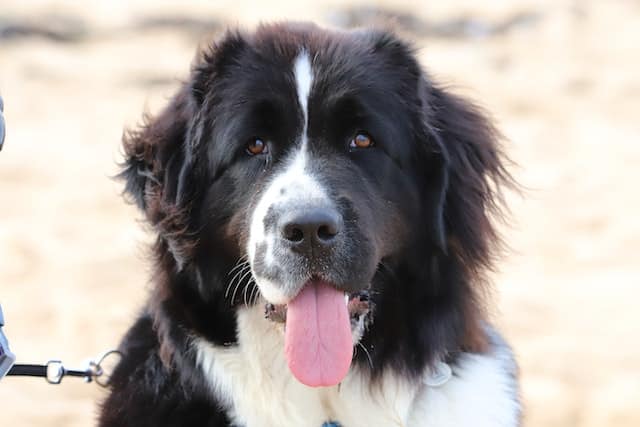 A Landseer dog poses for a pic. This dog is the black and white version of the Newfoundland dog