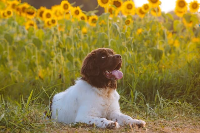 A Newfoundland dog lies down in front of sunflowers in the sunset