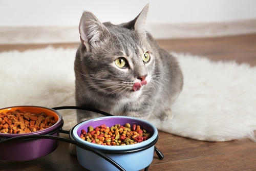 a cat eats dry pet food