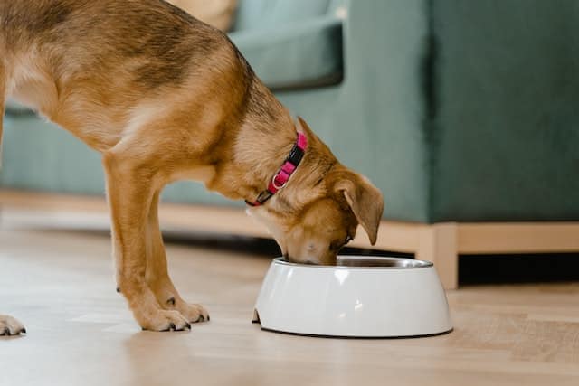 puppy eats dog food that is designed to meet its individual growth needs 