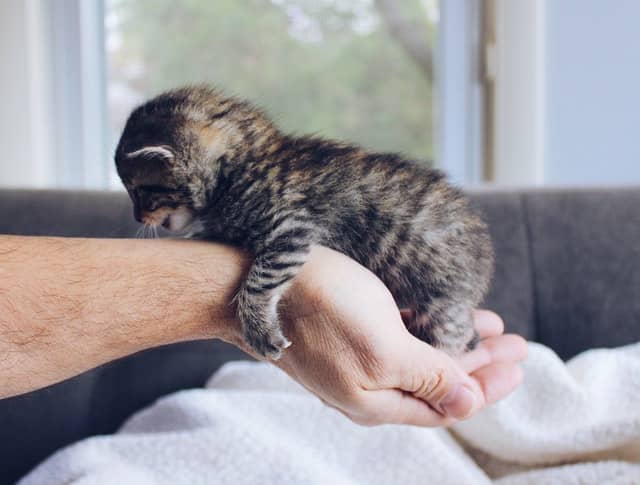 an owner holds up their small kitten that is still eating soft cat food