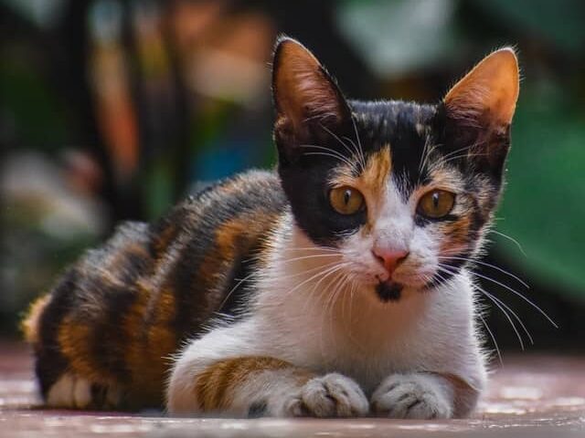tortoiseshell kitten 