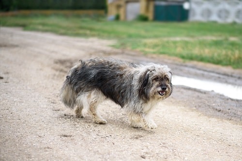 A wandering dog walking along the countryside road