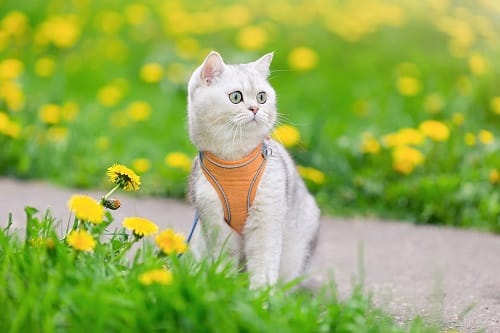 A white cat on a path. Her pet parent may be wondering how to stop cat from wandering