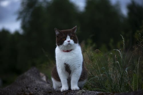 British Shorthair Cat goes on a night hunt. here's how to stop your cat from wandering