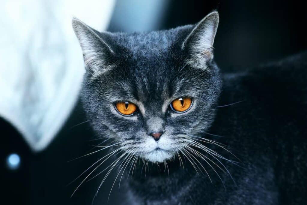 this grey cat with orange eyes under a blanket suffers from cat eye infections