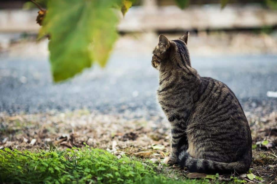 this brown tabby cat on grass, looking out to a wet road suffers from leptospirosis in cats