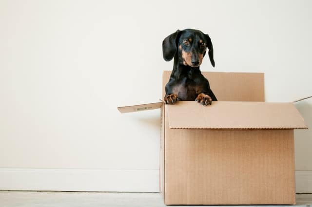 A Dachshund dog which is a low energy dog sits in a box