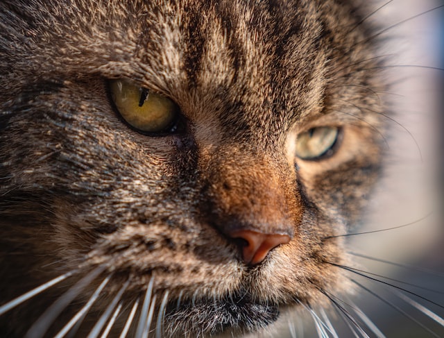 a close-up of an older cat's face. 