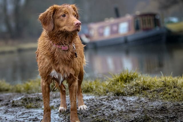 A muddy dog.