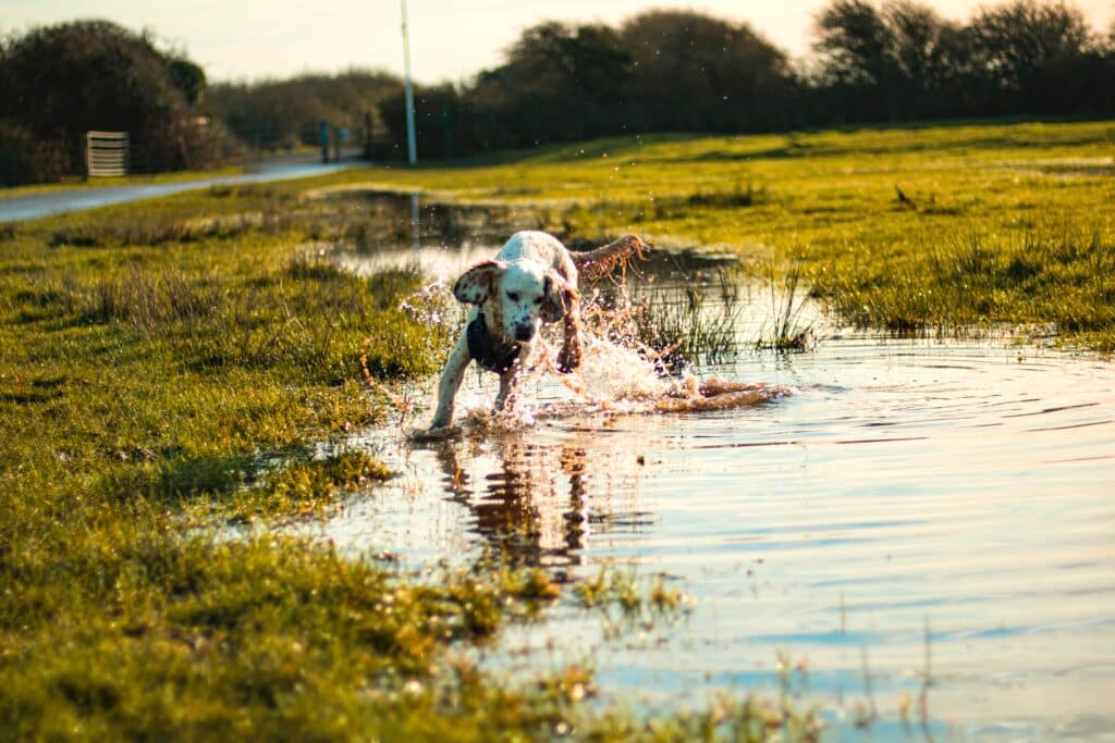 A dog playing in stagnant water.