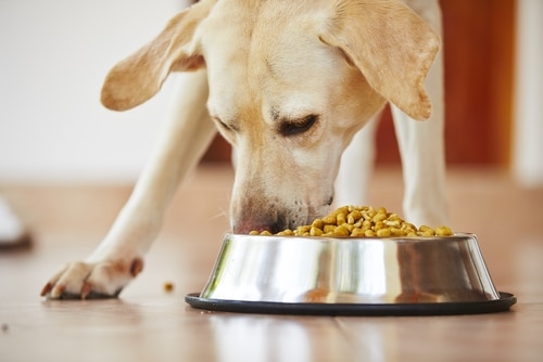 A Labrador eating a Royal Canin diet that helps prevent obesity and hip dysplasia