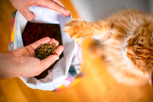 Maine Coon peers into it's bage of specialised cat food