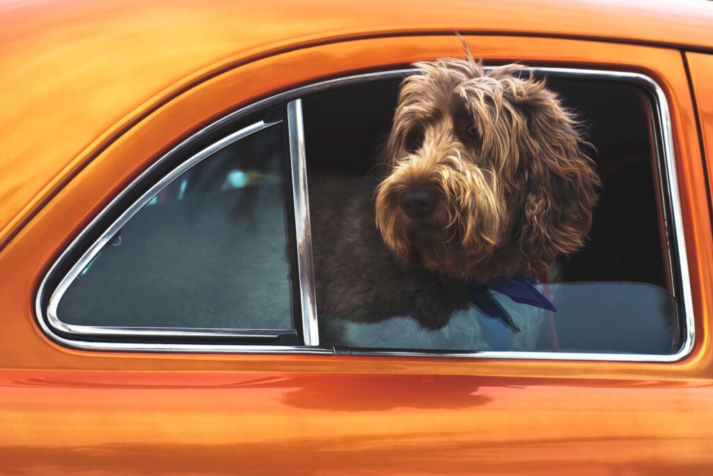 Travel is fun for this dog sticking its head out the car window.