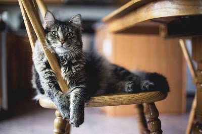 A cat resting on a chair. Her pet parent may be wondering how to stop cat from wandering