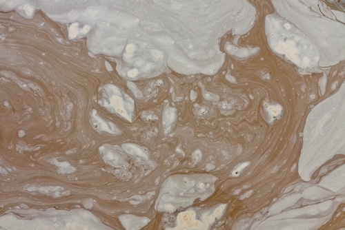 Muddy, swirling water. Leptospirosis  in dogs and cats comes from contaminated soil or water.