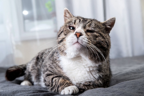 A tired old gray tubby cat.