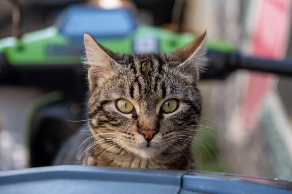 Most cats don't like to travel, but this tabby cat enjoys staying in pet friendly accommodation.