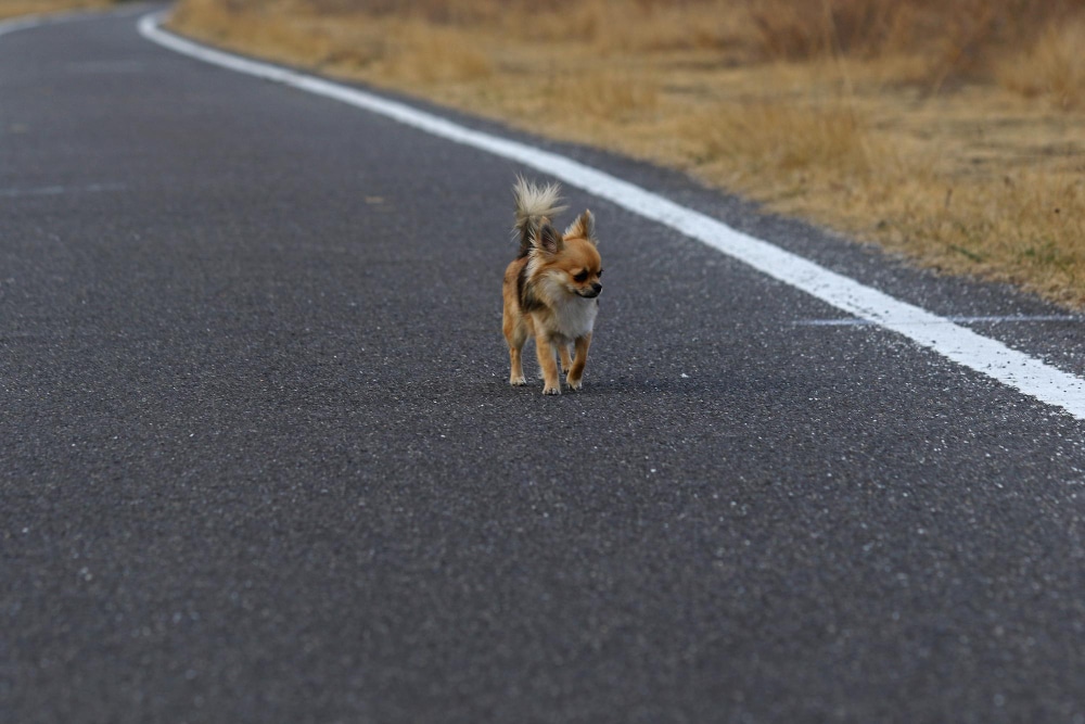 A small brown and tan stray animal walks alone on an empty paved road with dry grass on the side.