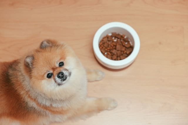 dog eats AAFCO approved dog food