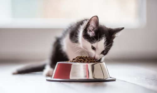 AAFCO Pet Food What Does it Stand For PD Insurance NZ