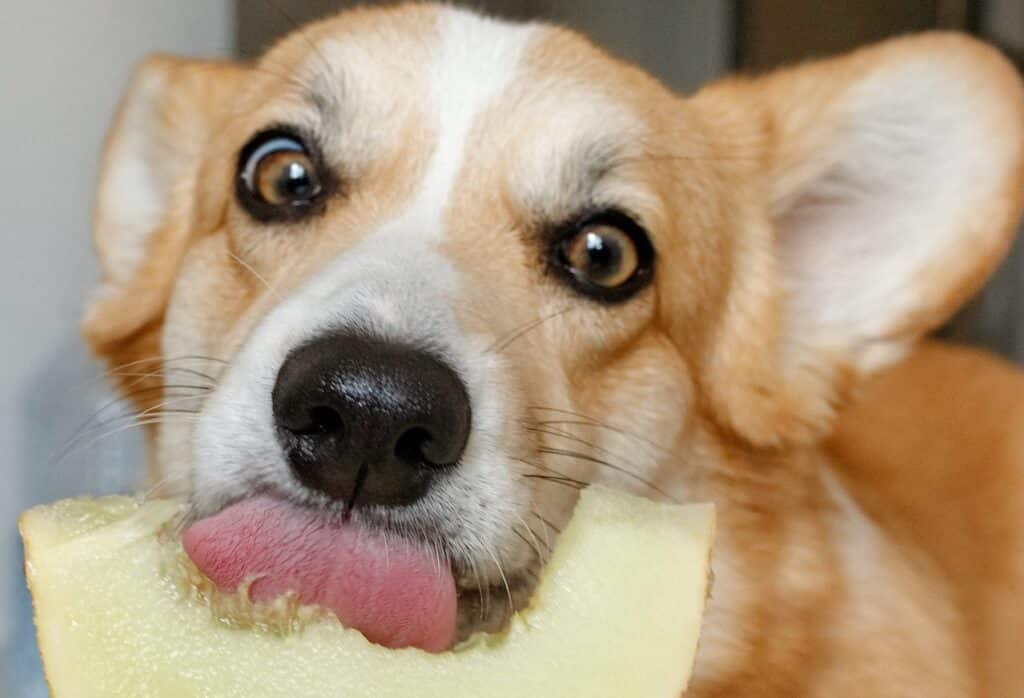 A dog eats melon for a treat after eating a healthy diet of dog food produced by a member of the New Zealand Pet Food Manufacturers Association