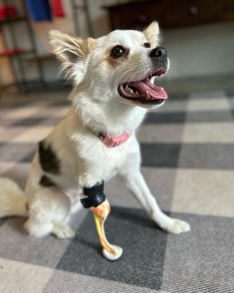Fur baby, Bagel goes to the bionic clinic for her forelimb prosthetic fitting.