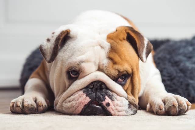 an brachycephalic dog lies down because of shortness of breath