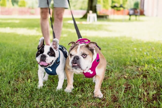 two brachycephalic breeds walk on leads in the park