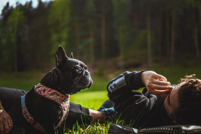 the profile of a French Bulldog shows its brachycephaly