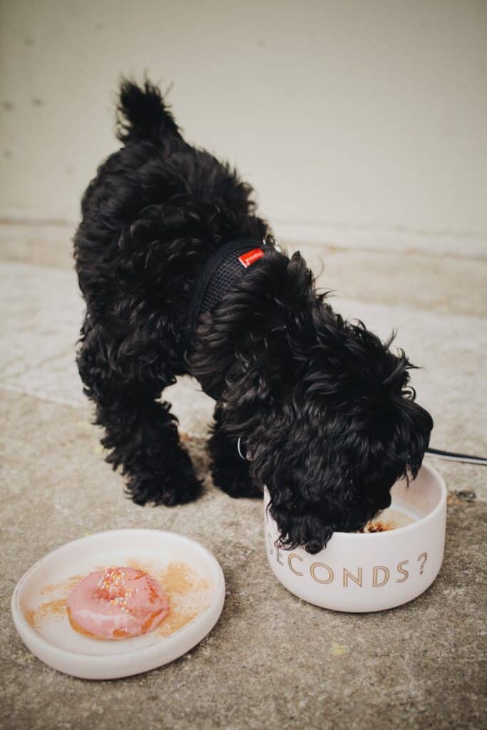 This dog eats a dognut instead of an unhealthy human treat. Check out our selection of awesome homemade dog recipes.