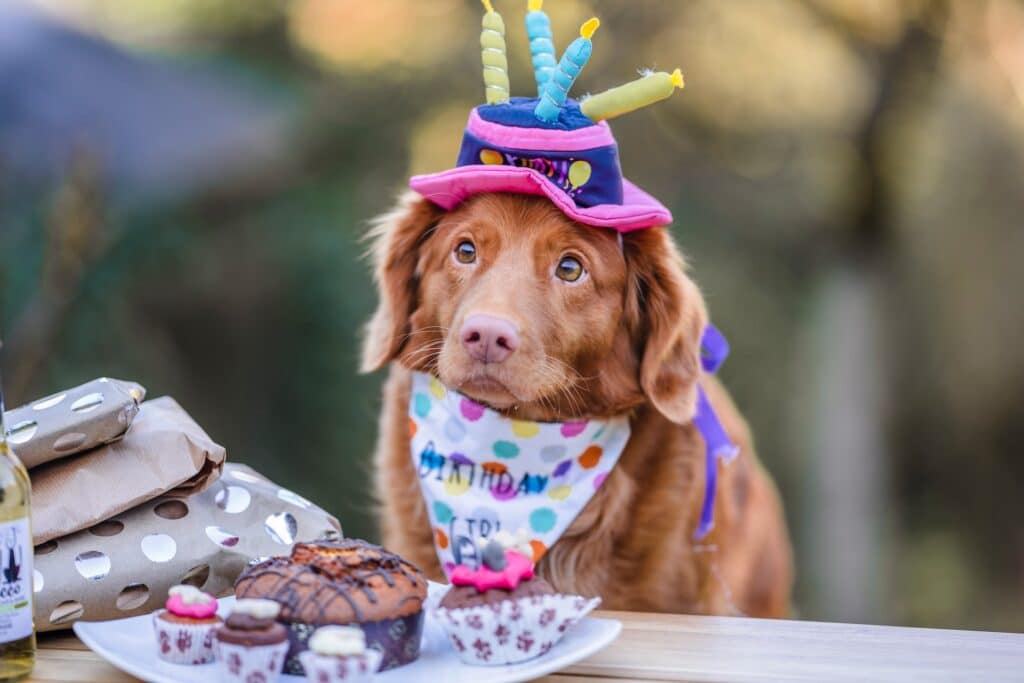 Here's a dog's birthday cake made from a dog cake recipe her hooman mom found.