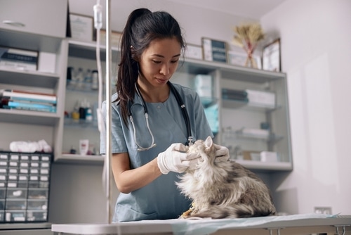 vet treats Ragdoll cat and the results of treatment go into the latest pet ownership research data