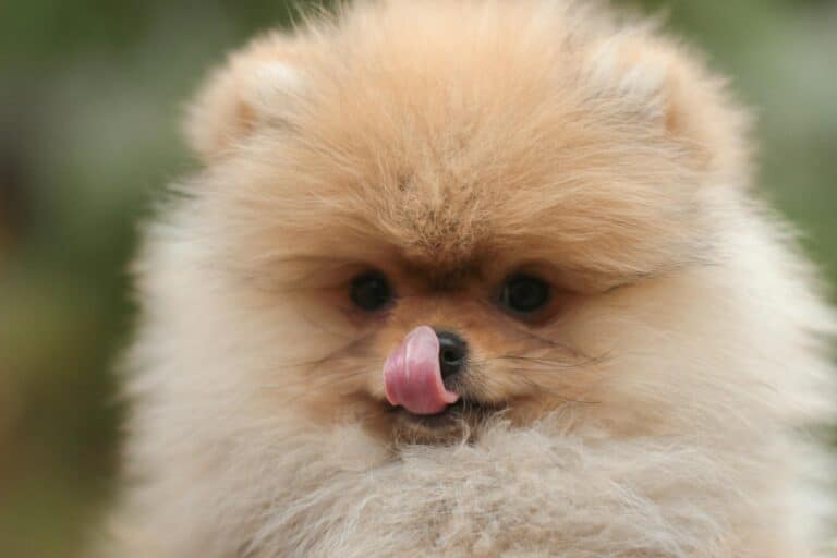 Close-up of a fluffy Pomeranian puppy with its tongue out, eagerly waiting to be featured in top articles, against a blurred background.