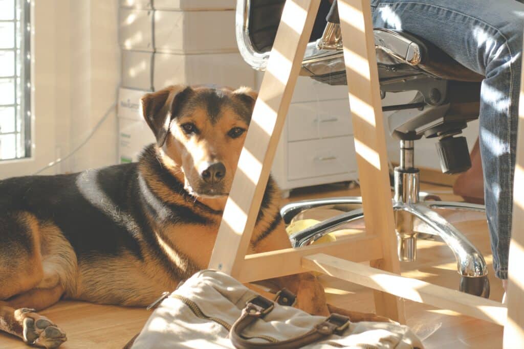 Best dog breed to shop take to the office